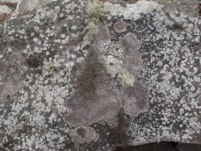 [Dirina insulana]